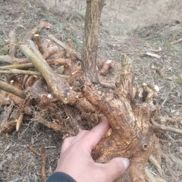 卫矛红灯笼鬼箭羽盆景素材绿植卫矛科鬼箭羽种苗盆景素材