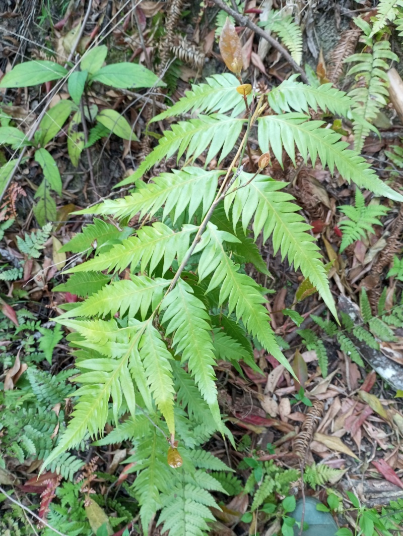 红磷蕨