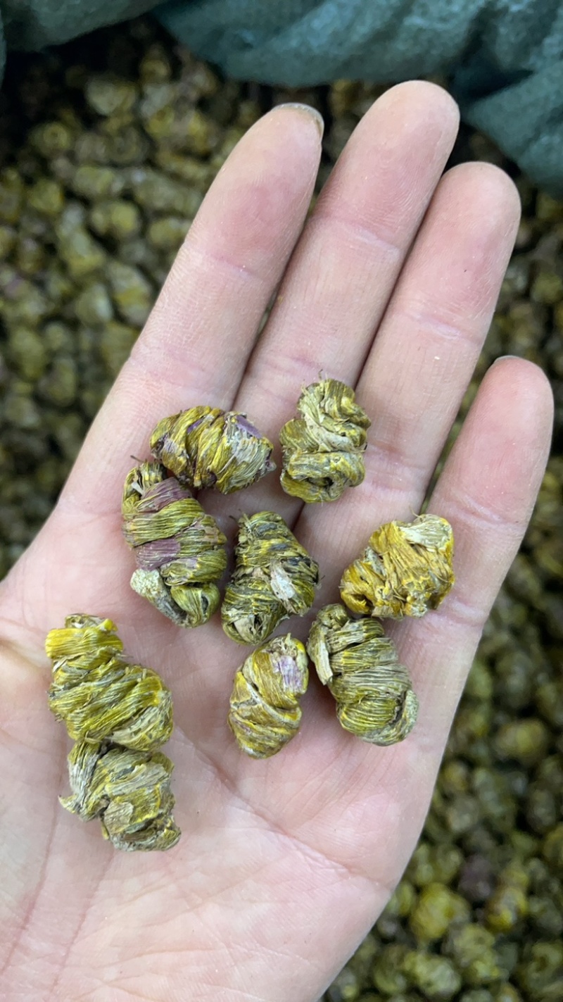 云南铁皮石斛枫斗500克起批