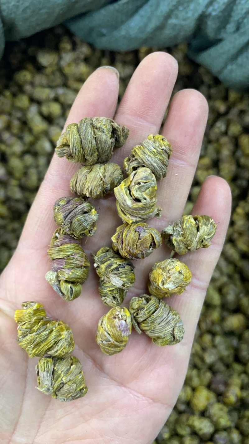 云南铁皮石斛枫斗500克起批