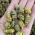 云南铁皮石斛枫斗500克起批