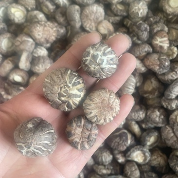 云南小花菇
