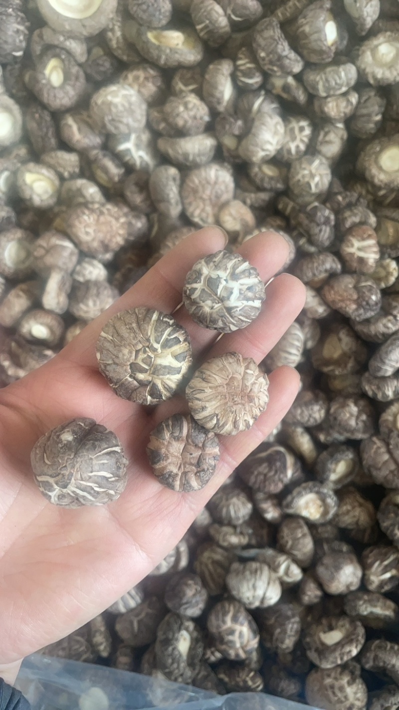 云南小花菇