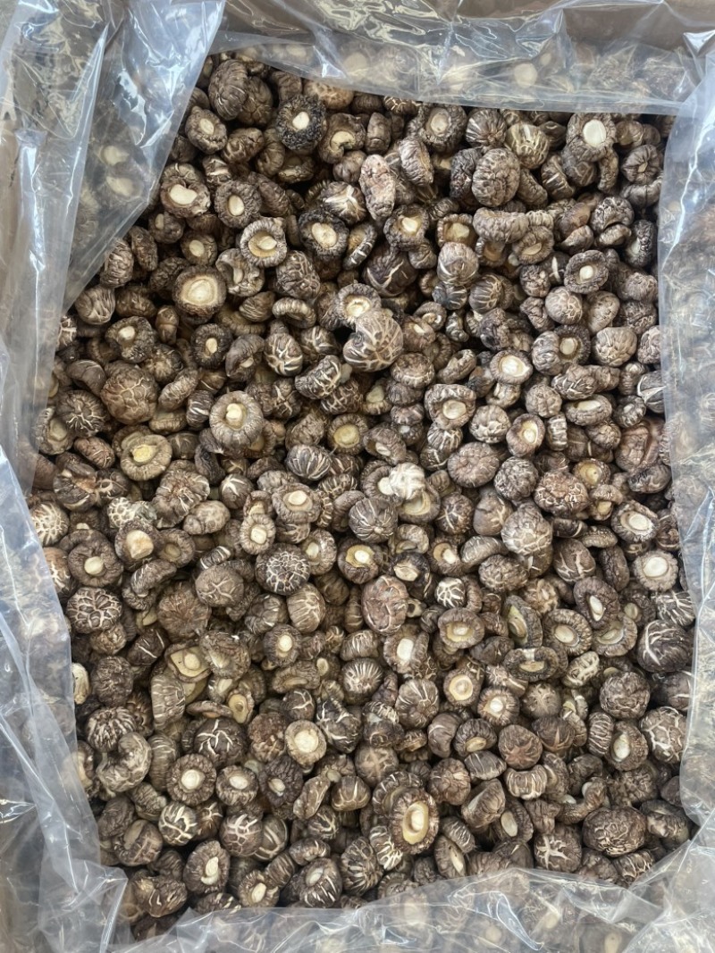云南小花菇