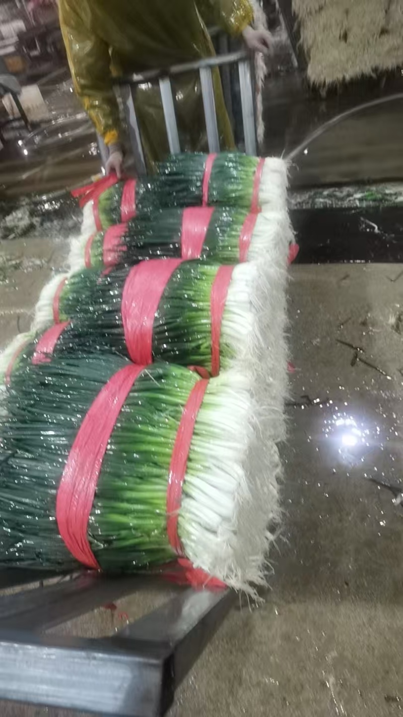 【实力商家】云南泸西县精品小葱品质好产量高视频看货