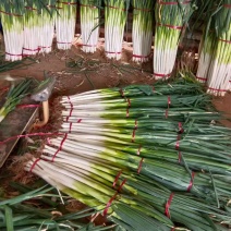 章丘精品大葱产地直发一手货源，欢迎新老客户合作，量大优惠