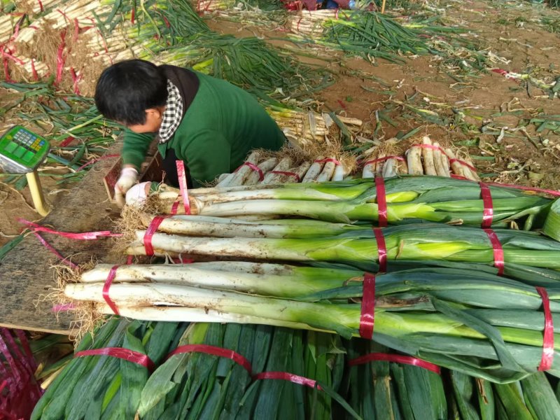 章丘精品大葱产地直发一手货源，欢迎新老客户合作，量大优惠