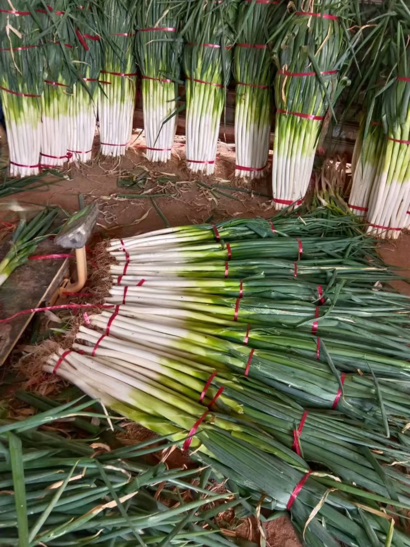章丘精品大葱产地直发一手货源，欢迎新老客户合作，量大优惠