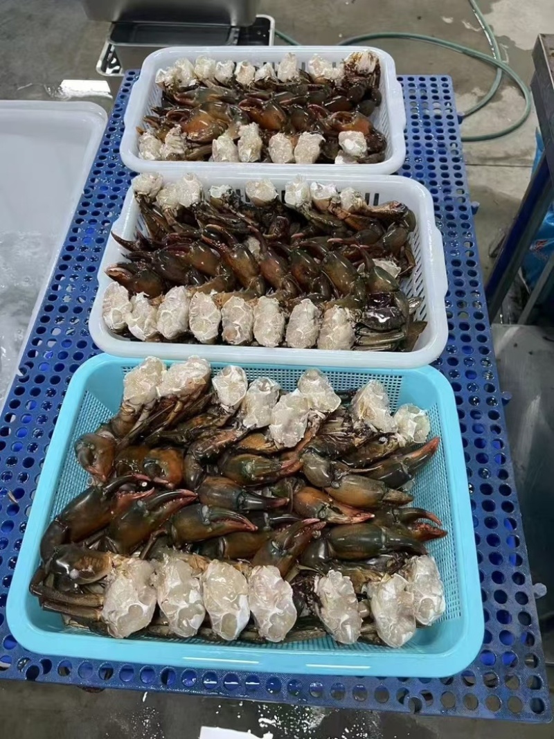 青蟹块满肉青蟹排新切去壳冷冻蟹肉蟹腿酒店宴会大排档商用