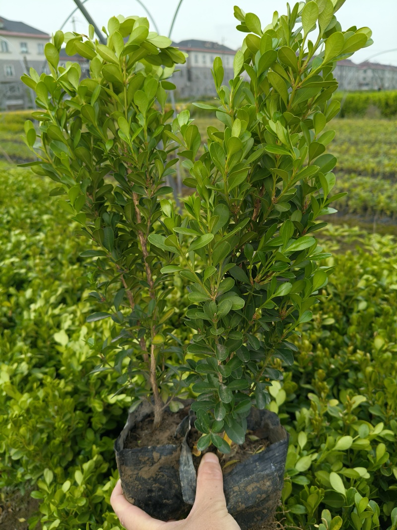 瓜子黄杨大杯平面高度40Cm，基地有量，欢迎来亩田订购