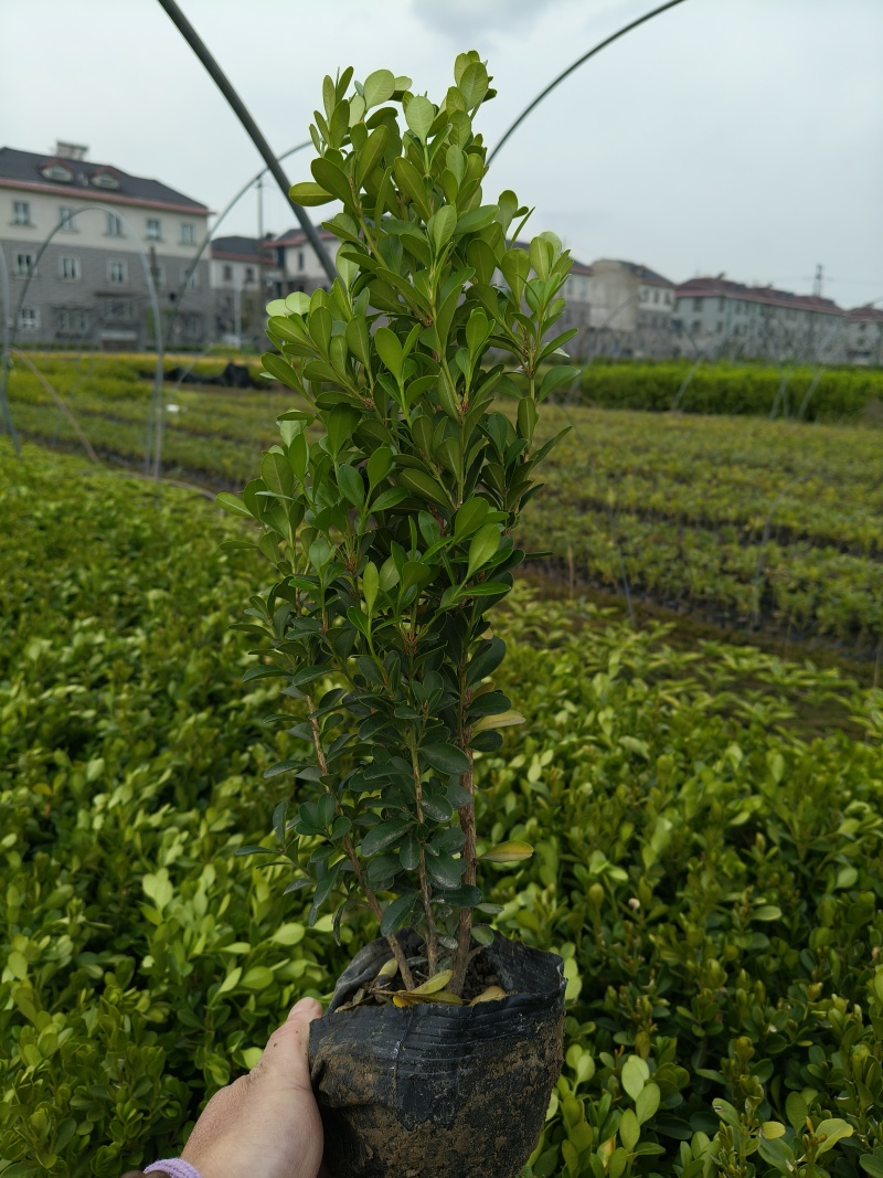 瓜子黄杨大杯平面高度40Cm，基地有量，欢迎来亩田订购