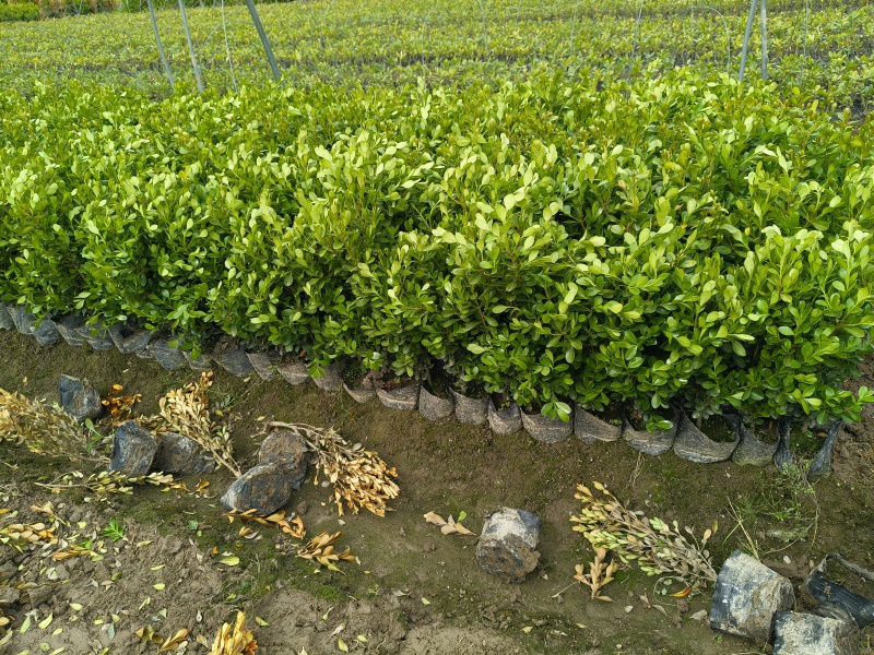 瓜子黄杨大杯平面高度40Cm，基地有量，欢迎来亩田订购