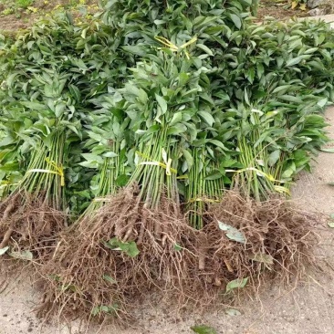香樟苗大叶樟树苗