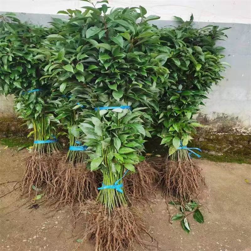 香樟苗大叶樟树苗