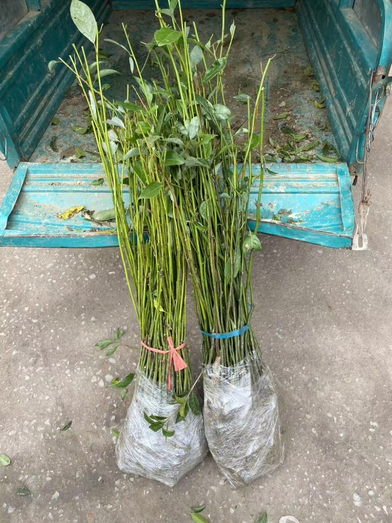 香樟苗大叶樟树苗