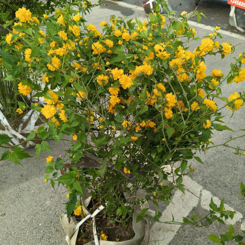 黄棣棠球冠幅1.2m、1.5m基地有量欢迎来一亩田订购。