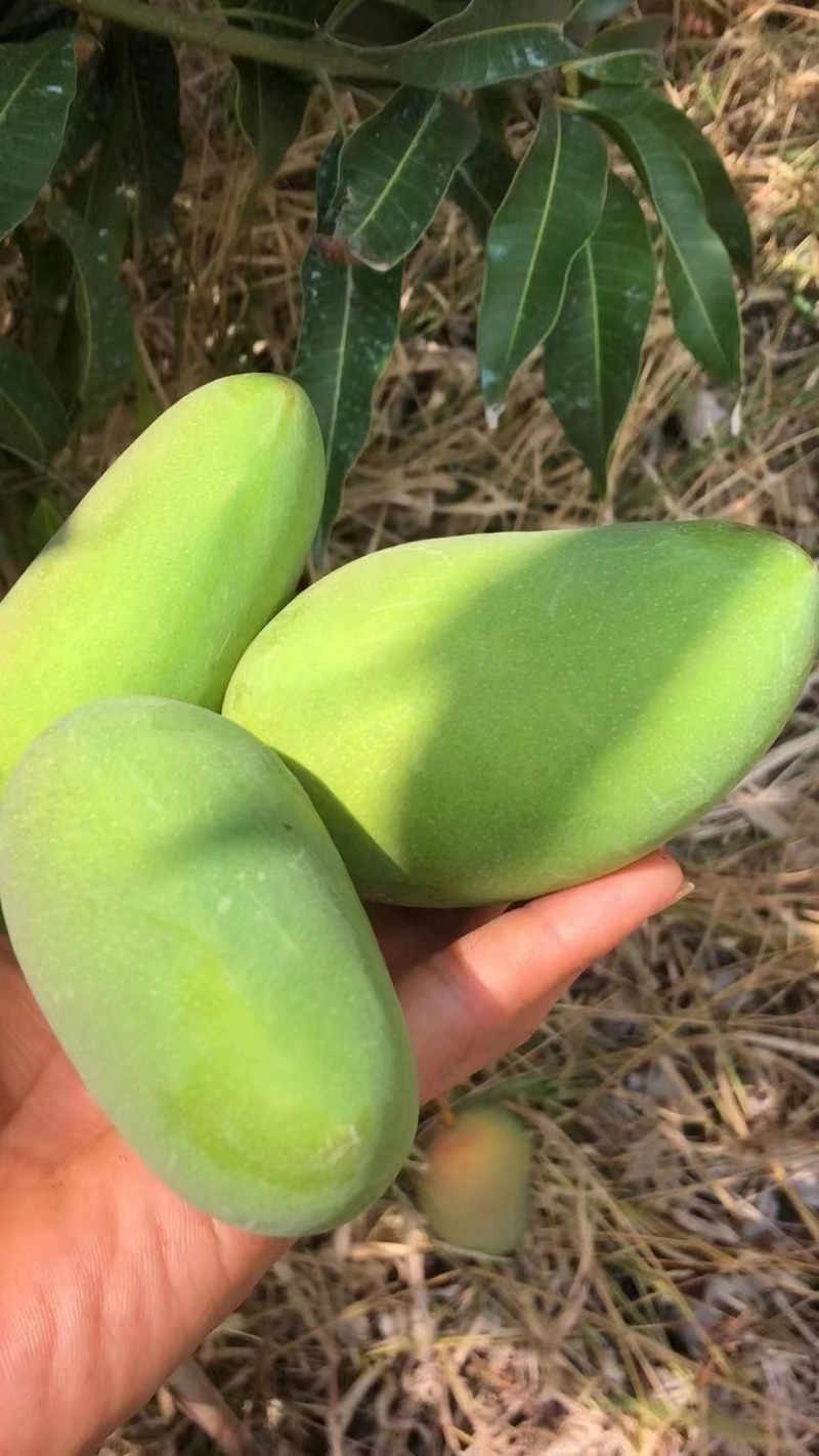 海南芒果