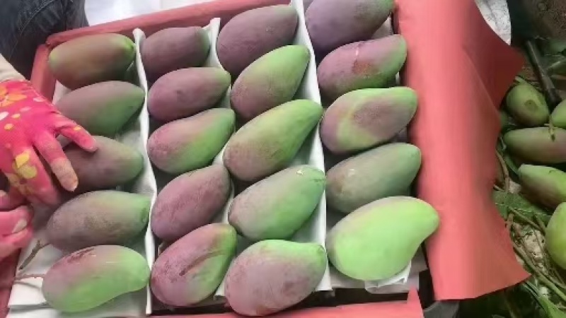 海南芒果