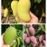 海南芒果
