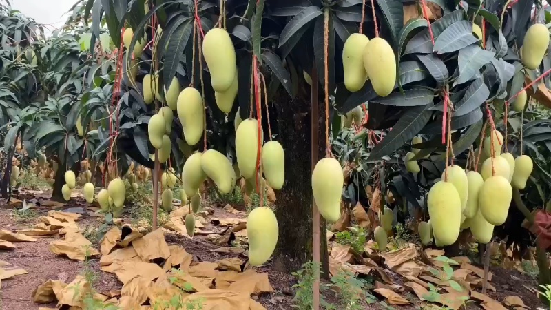 海南芒果