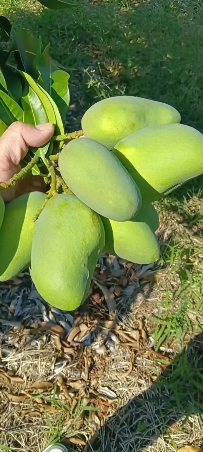 海南芒果