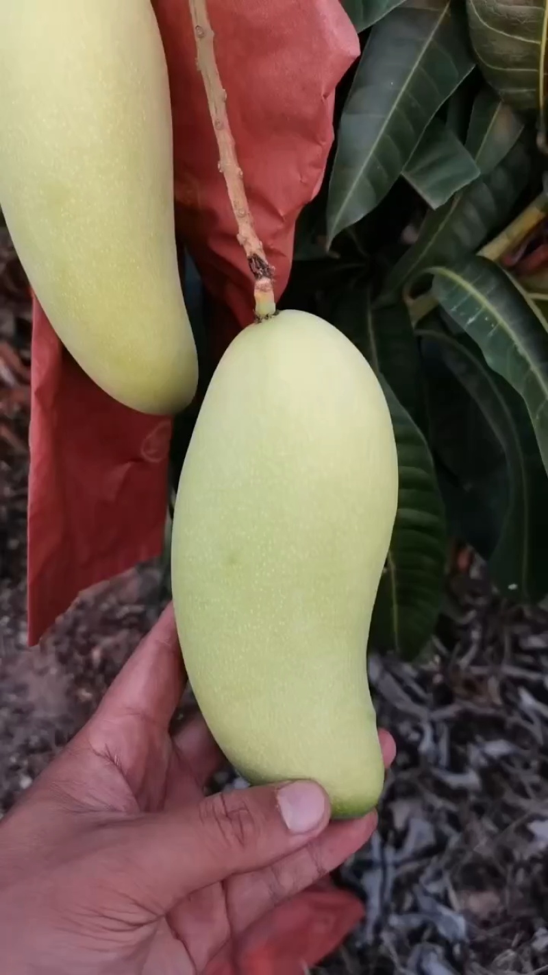 海南芒果