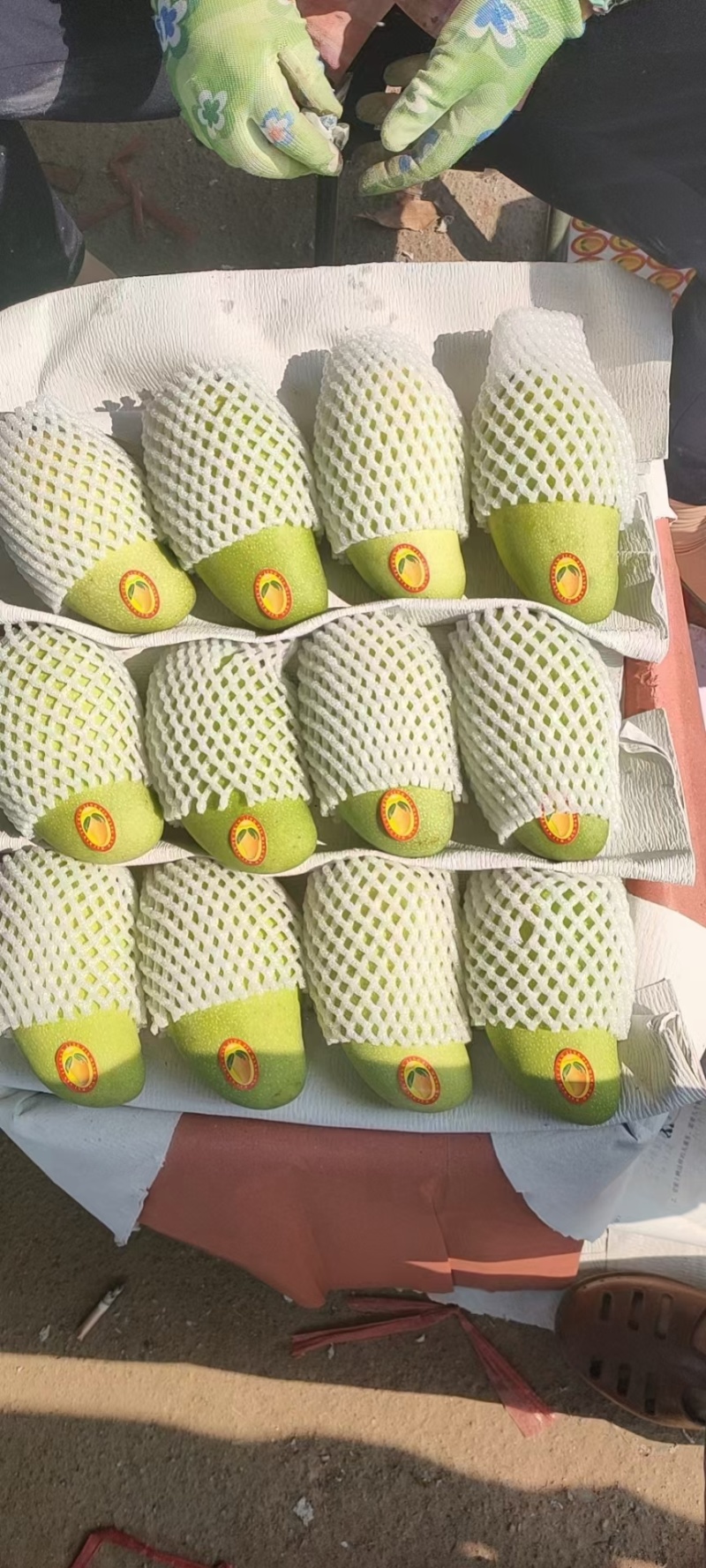 海南芒果