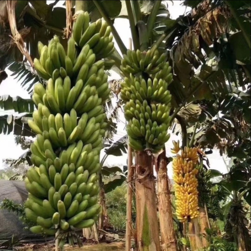 矮化粉蕉苗粉蕉蕉苗香蕉树苗皇帝盆栽地栽庭院南方种植，