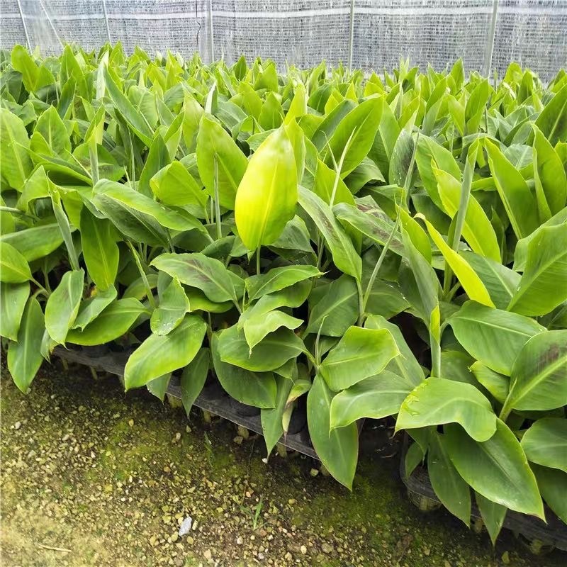 矮化粉蕉苗粉蕉蕉苗香蕉树苗皇帝盆栽地栽庭院南方种植，