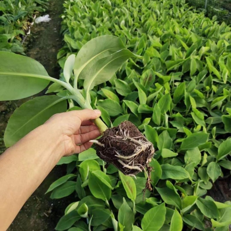 矮化粉蕉苗粉蕉蕉苗香蕉树苗皇帝盆栽地栽庭院南方种植，