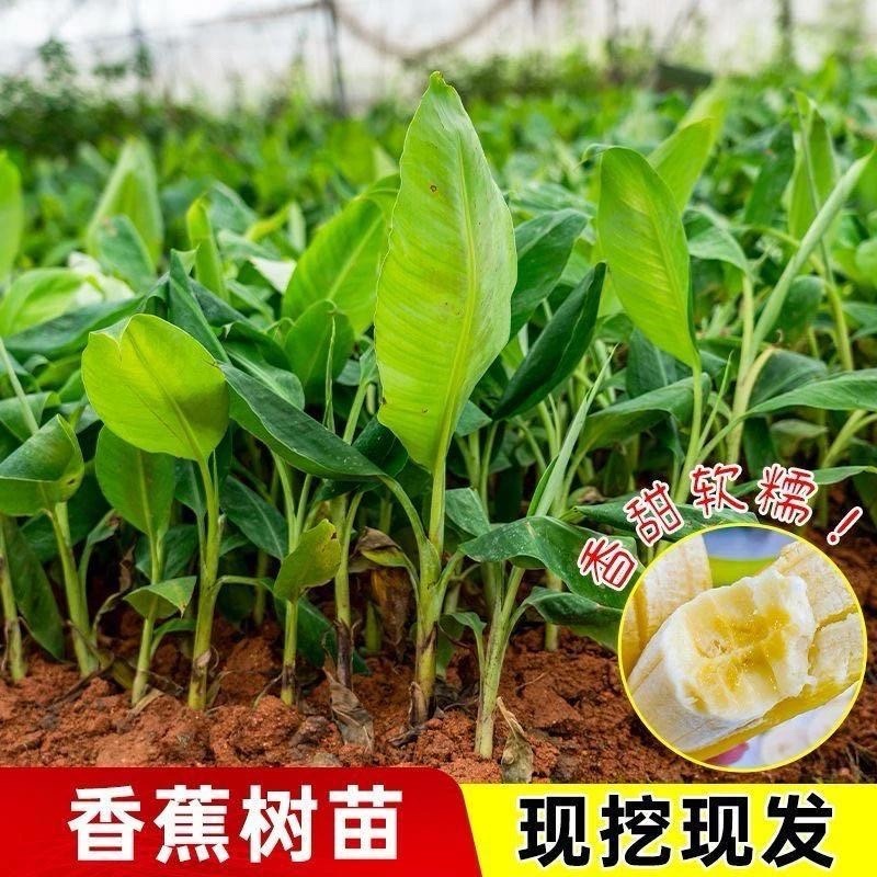 矮化粉蕉苗粉蕉蕉苗香蕉树苗皇帝盆栽地栽庭院南方种植，