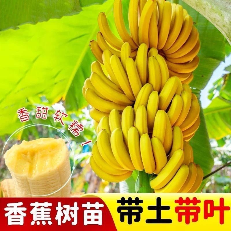 矮化粉蕉苗粉蕉蕉苗香蕉树苗皇帝盆栽地栽庭院南方种植，