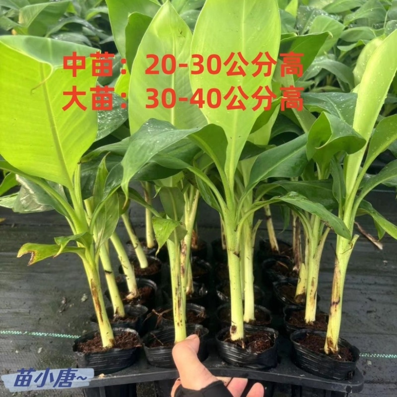 矮化粉蕉苗粉蕉蕉苗香蕉树苗皇帝盆栽地栽庭院南方种植，