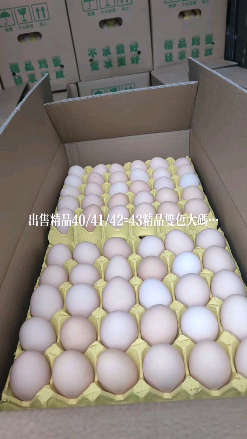 精品大别山罗曼海蓝双色土鸡蛋