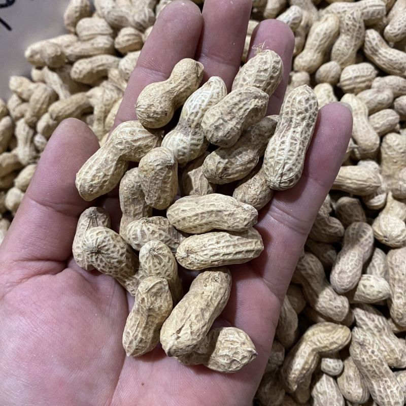 白沙308花生种子高产大花生种籽油食两用高产高油大田用种