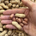 白沙308花生种子高产大花生种籽油食两用高产高油大田用种