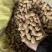 白沙308花生种子高产大花生种籽油食两用高产高油大田用种