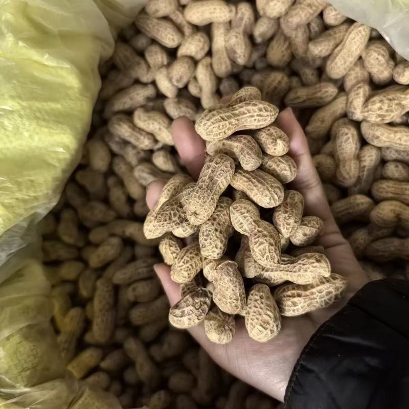 白沙308花生种子高产大花生种籽油食两用高产高油大田用种