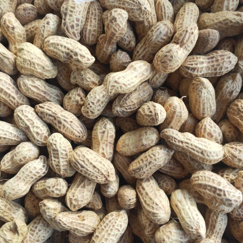 白沙308花生种子高产大花生种籽油食两用高产高油大田用种
