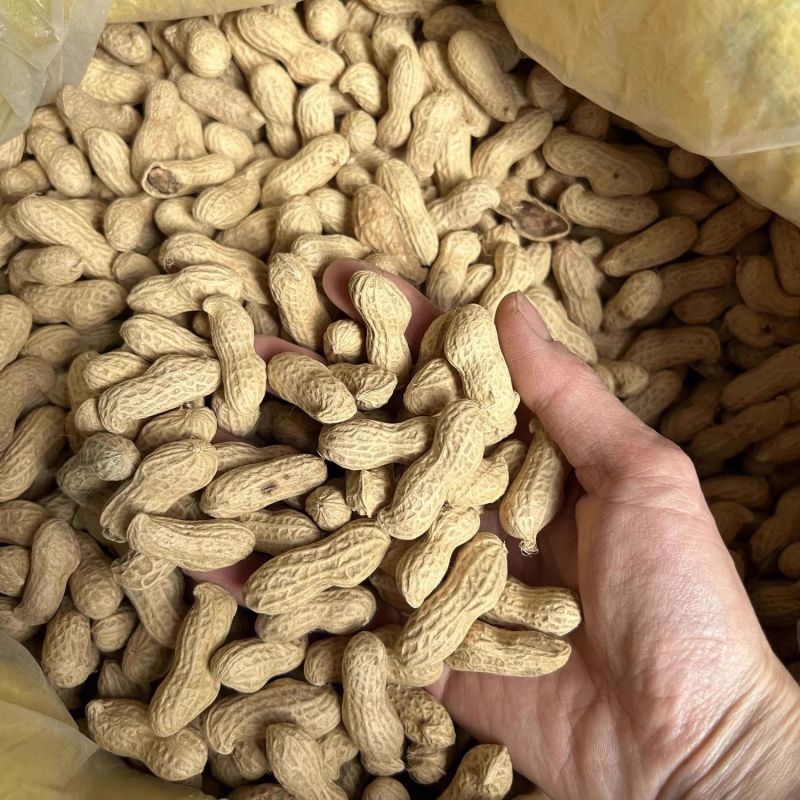 白沙308花生种子高产大花生种籽油食两用高产高油大田用种