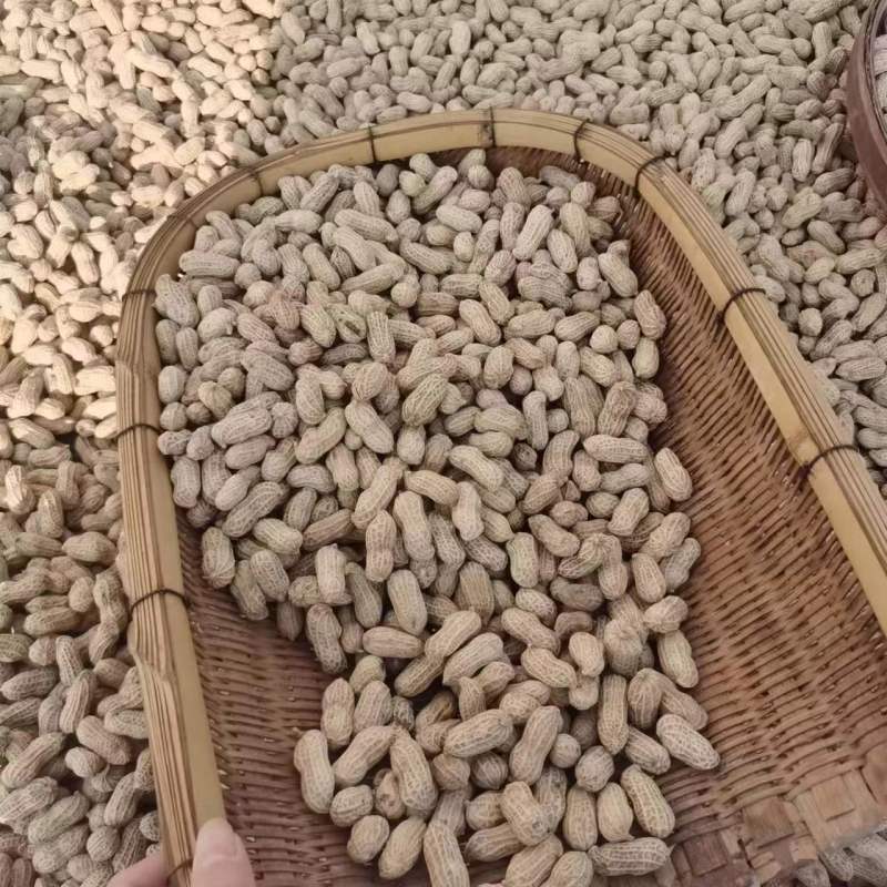 白沙308花生种子高产大花生种籽油食两用高产高油大田用种