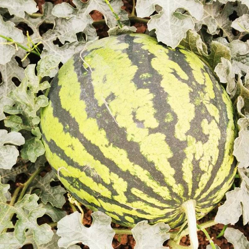 陆地西瓜预定，3460-3560预订送一吨