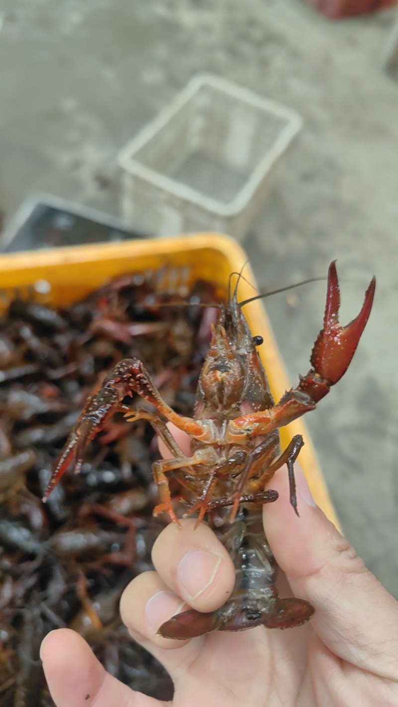 精品小龙虾苗龙虾苗虾苗大量供应存活率高支持技术