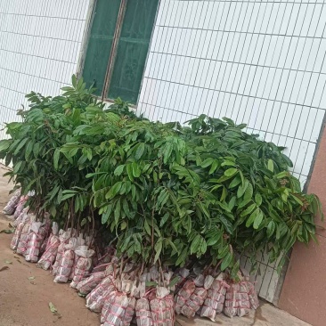 储粮龙眼地苗