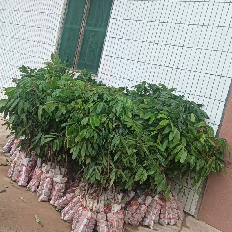 储粮龙眼地苗
