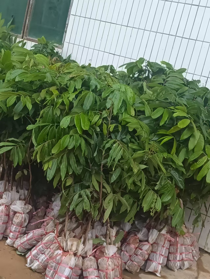 储粮龙眼地苗