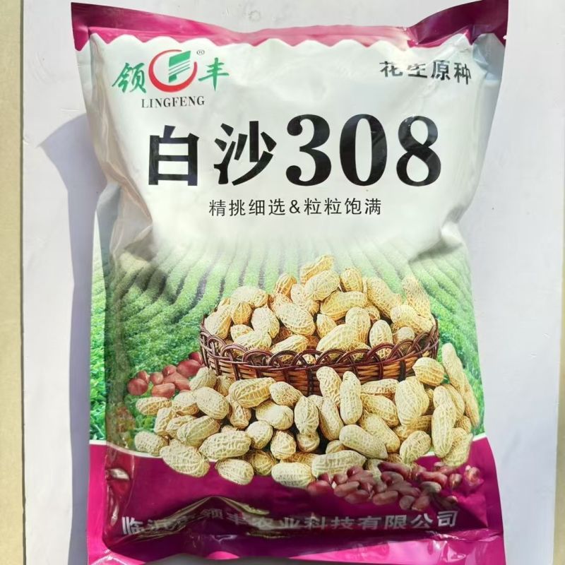 白沙308花生种子高产大花生种籽油食两用高产高油大田用种
