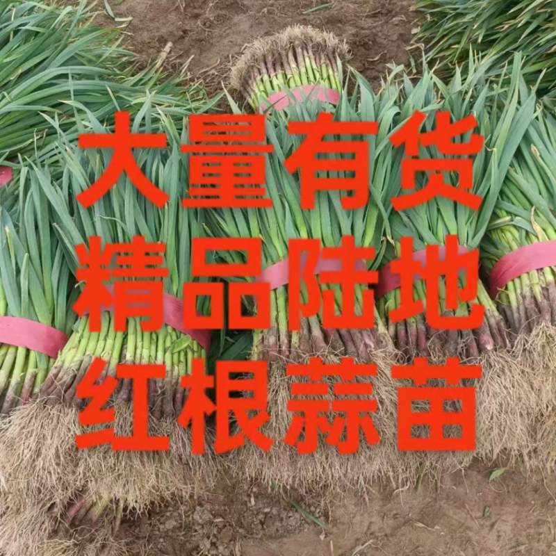 产地代办，万亩红根蒜苗大量上市，各类规格都可以发
