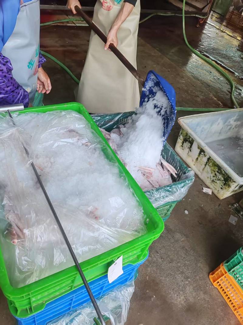 广东黑棕鹅养殖场供应地销地通棚鹅光鹅5-10斤