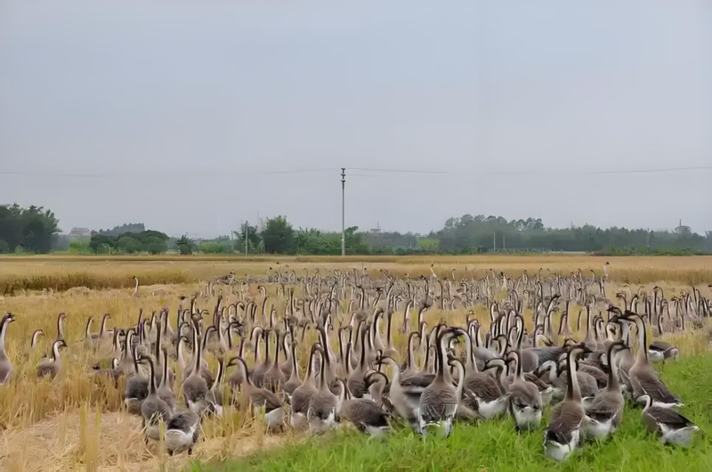 广东黑棕鹅养殖场供应地销地通棚鹅光鹅5-10斤